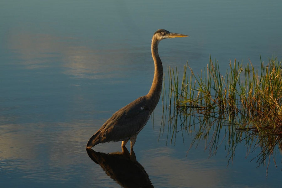 Great Blue Heron, last light. Bird photography by Robin Mehdee, South Florida.