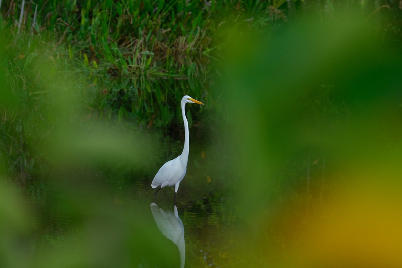 Great Egret in the green. Photograph by Robin Mehdee, South Florida.
