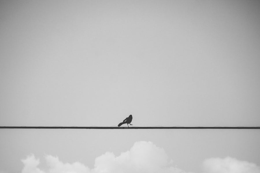 Bird on a wire. Bird photography by Robin Mehdee, South Florida.