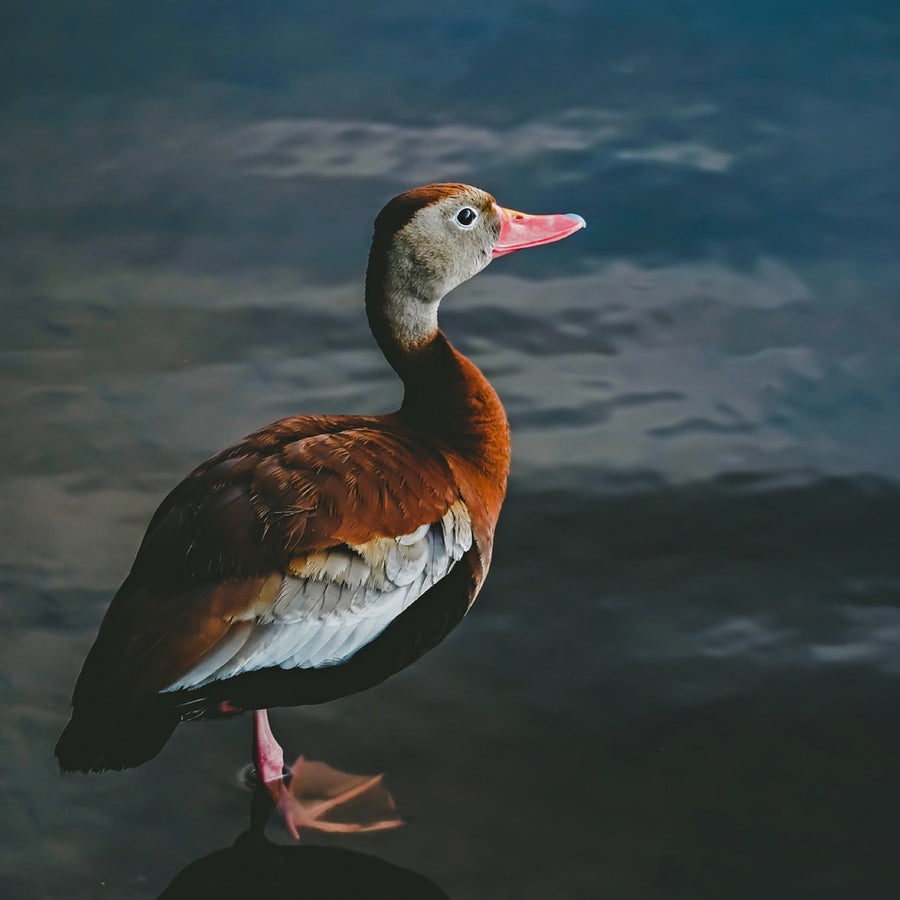 Black-bellied Whistling-Duck. Bird photography by Robin Mehdee, South Florida.