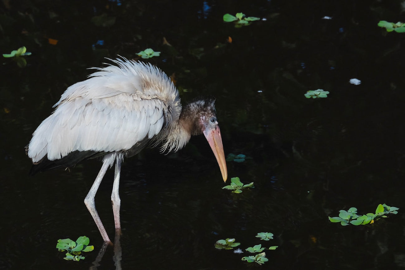 Wood Stork, foraging. Bird photography by Robin Mehdee, South Florida.