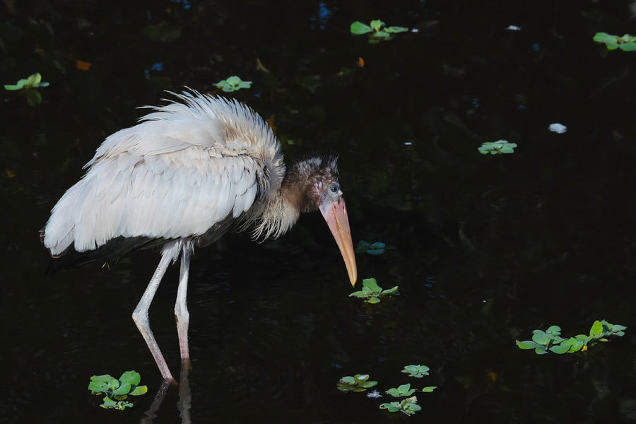 Wood Stork, foraging. Bird photography by Robin Mehdee, South Florida.