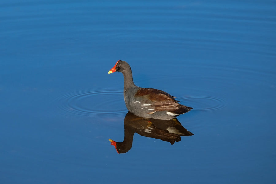 Common Gallinule, mirrored. Bird photography by Robin Mehdee, South Florida.