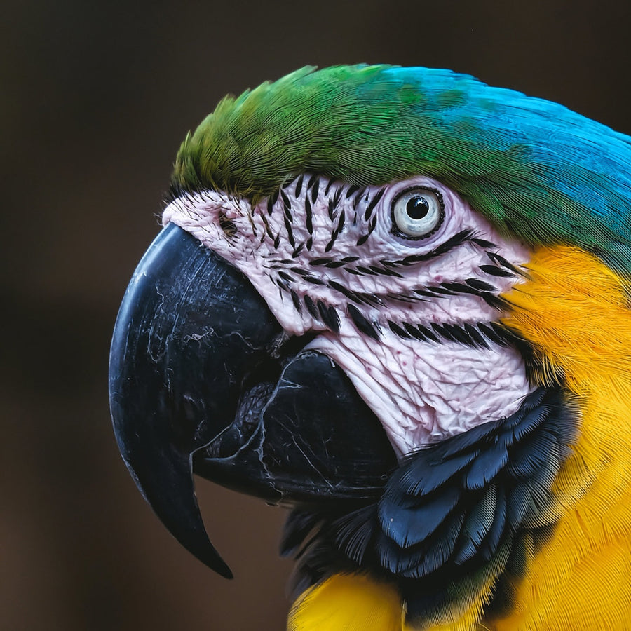 Blue-and-gold Macaw. Bird photography by Robin Mehdee, South Florida.
