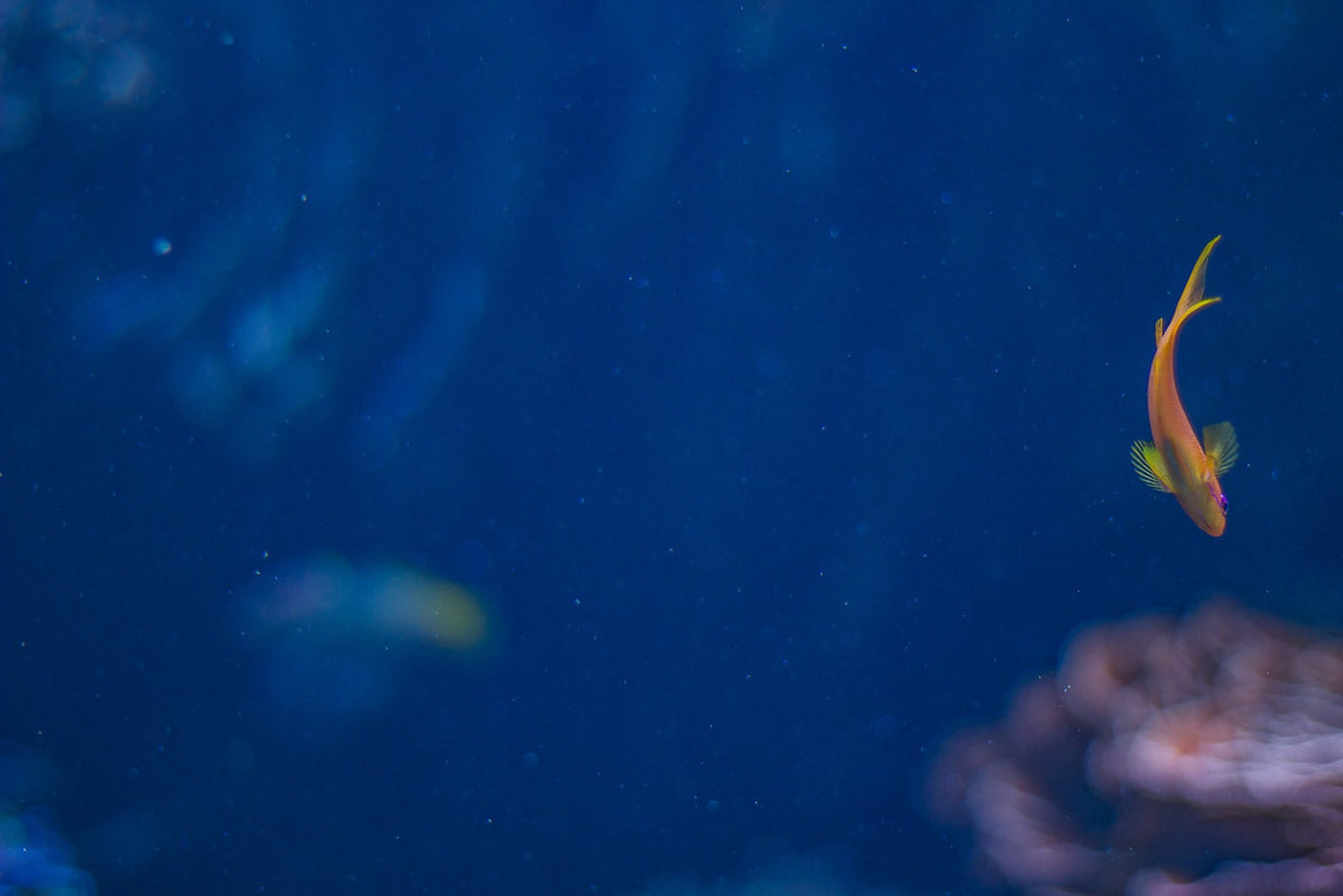 One fish, deep blue. Photograph by Robin Mehdee, South Florida.