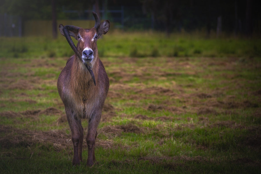Antelope in the field. Photograph by Robin Mehdee.