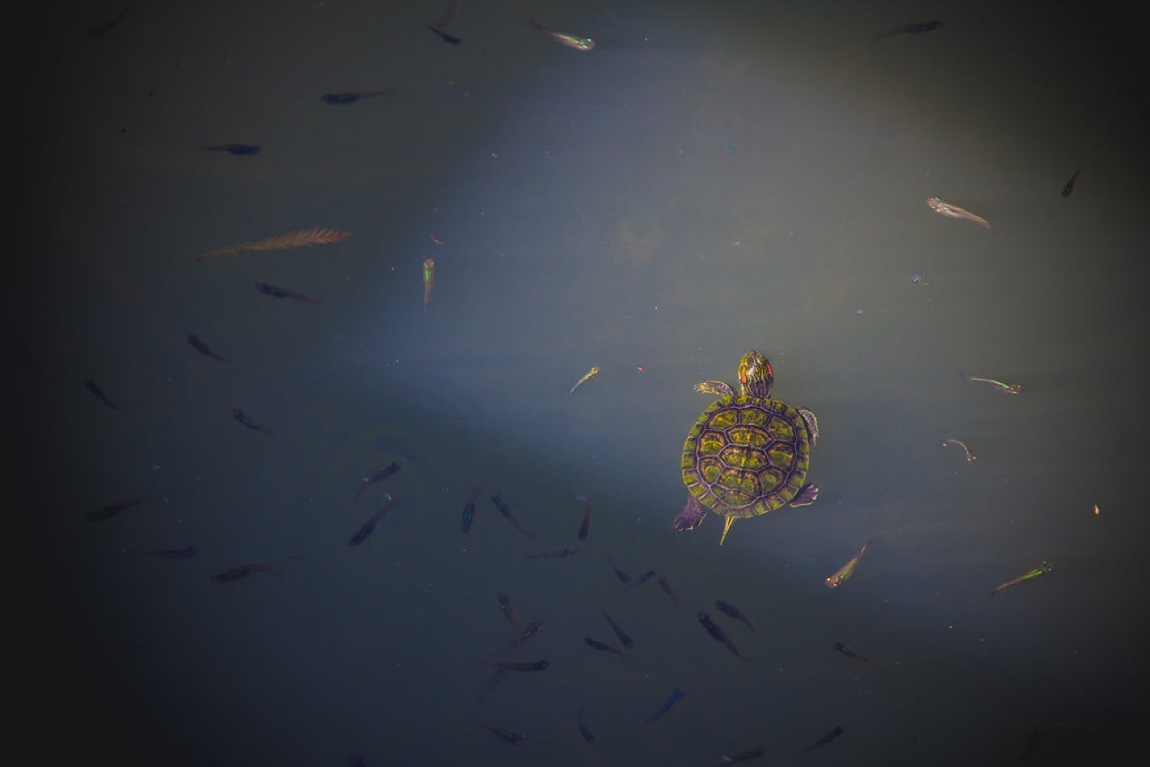 A slider among the minnows. Photograph by Robin Mehdee.