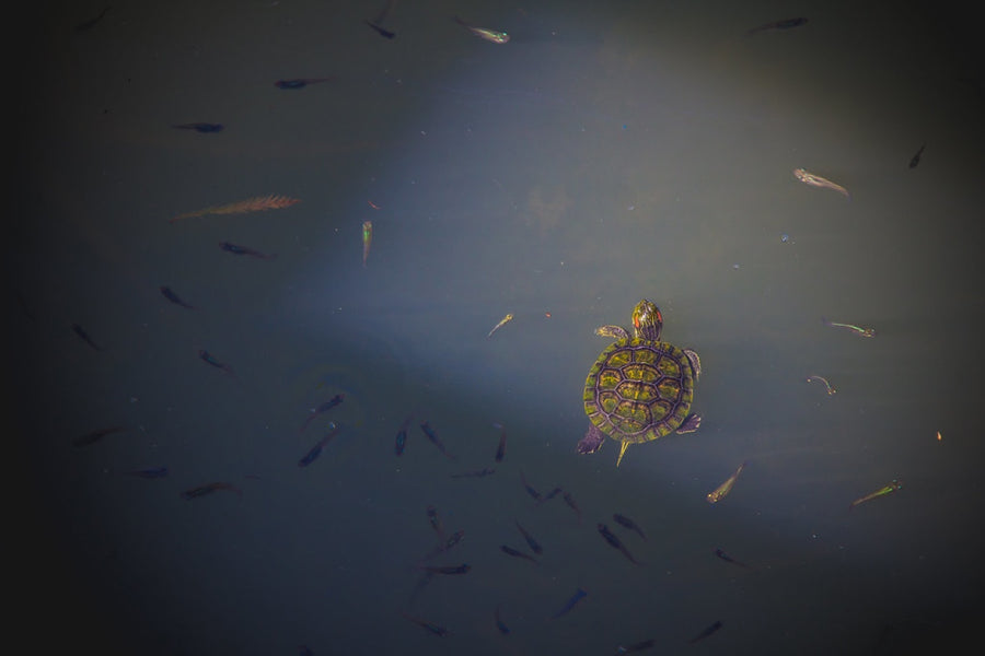 A slider among the minnows. Photograph by Robin Mehdee.