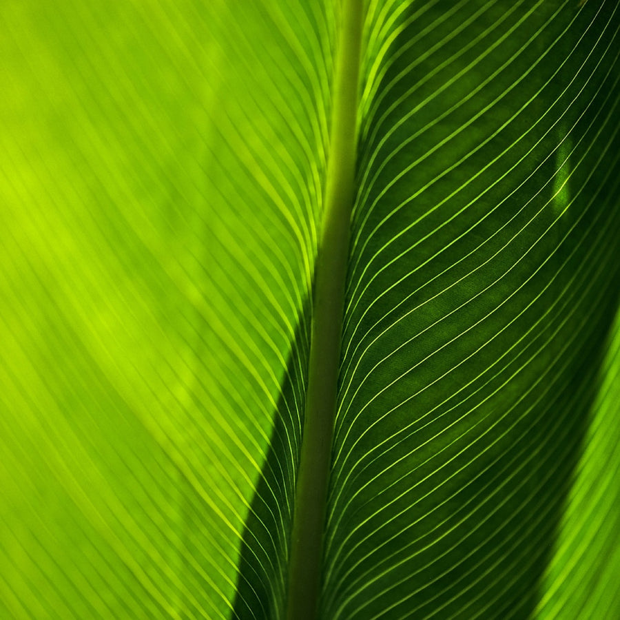 Backlit leaf. Nature photography by Robin Mehdee, South Florida.