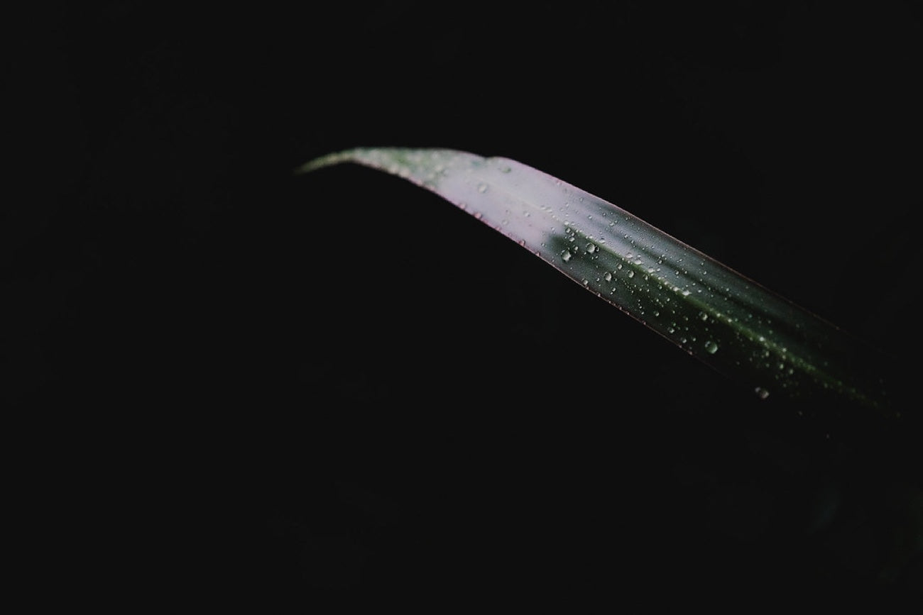 A leaf in the dark. Nature photography by Robin Mehdee, South Florida.
