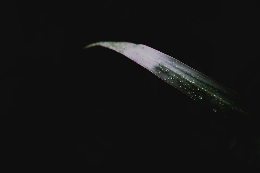 A leaf in the dark. Nature photography by Robin Mehdee, South Florida.