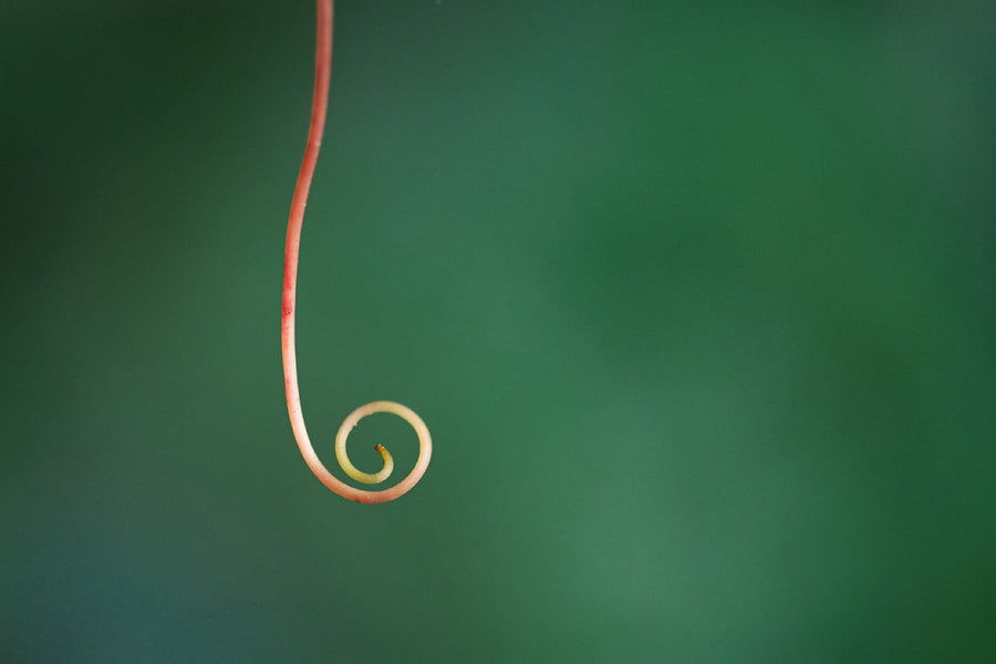 The spiral of a tendril. Nature photography by Robin Mehdee, South Florida.