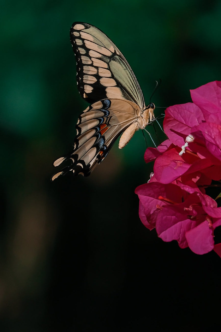 Giant Swallowtail on bougainvillea. Nature photography by Robin Mehdee, South Florida.