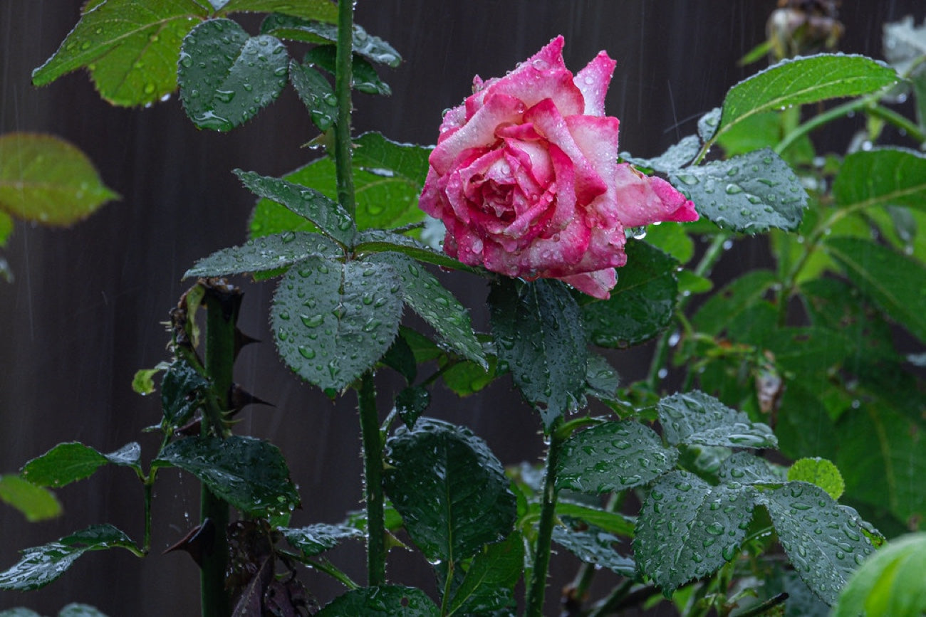 Rose in the rain. Nature photography by Robin Mehdee, South Florida.