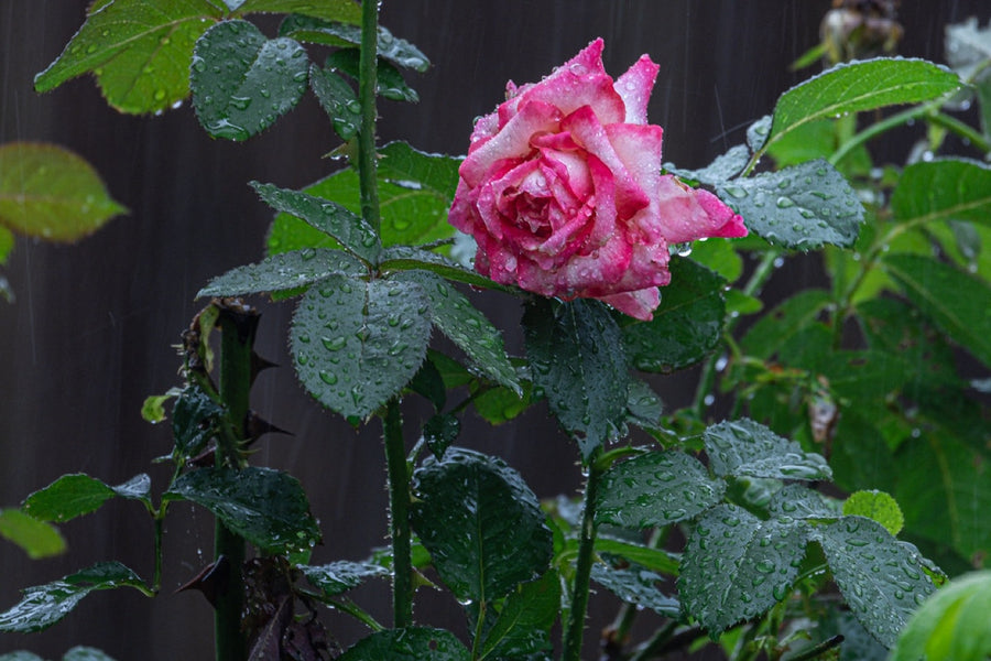 Rose in the rain. Nature photography by Robin Mehdee, South Florida.