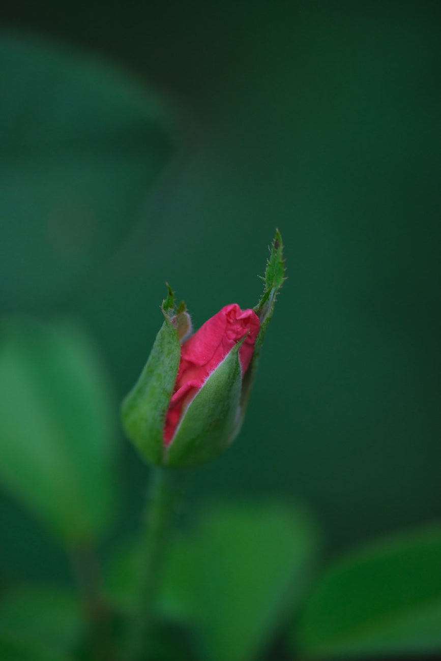 A rosebud, opening. Nature photography by Robin Mehdee, South Florida.