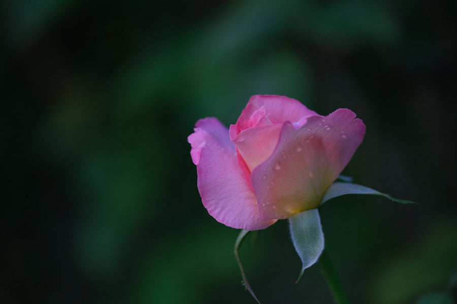 A rose after the rain. Nature photography by Robin Mehdee, South Florida.