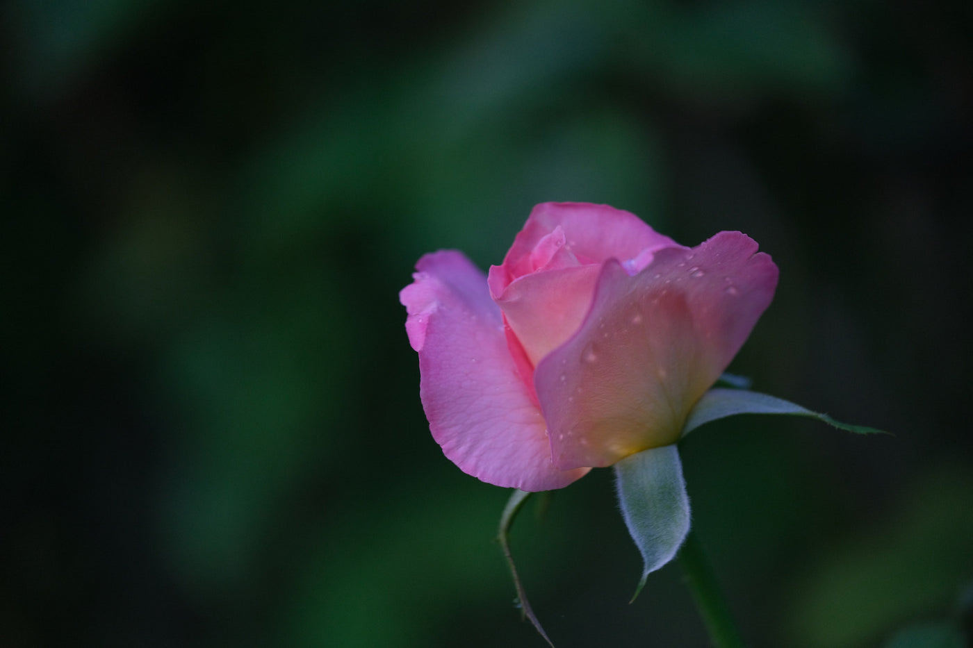A rose after the rain. Photograph by Robin Mehdee, South Florida.