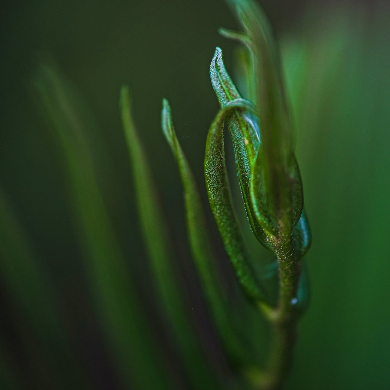 Unfurling. Nature photography by Robin Mehdee, South Florida.
