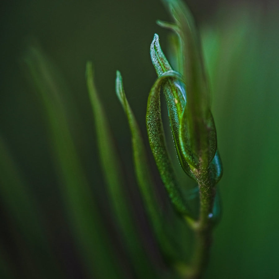 Unfurling. Nature photography by Robin Mehdee, South Florida.