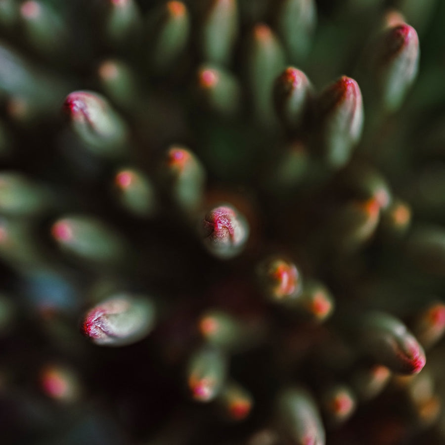 Succulent tips. Nature photography by Robin Mehdee, South Florida.