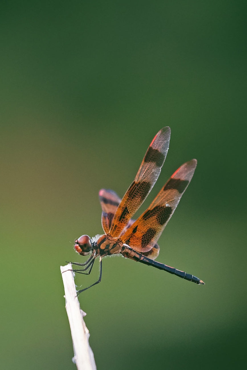 Halloween Pennant dragonfly. Nature photography by Robin Mehdee, South Florida.