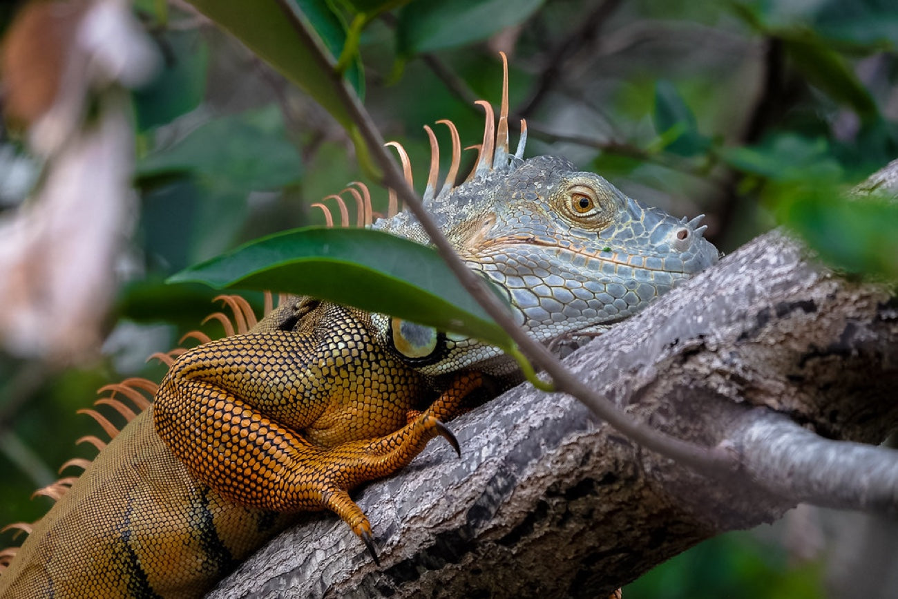 Green Iguana in breeding color. Reptile photography by Robin Mehdee, South Florida.