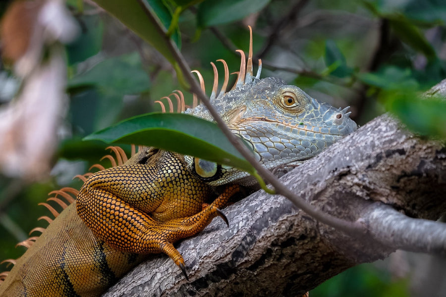 Green Iguana in breeding color. Reptile photography by Robin Mehdee, South Florida.