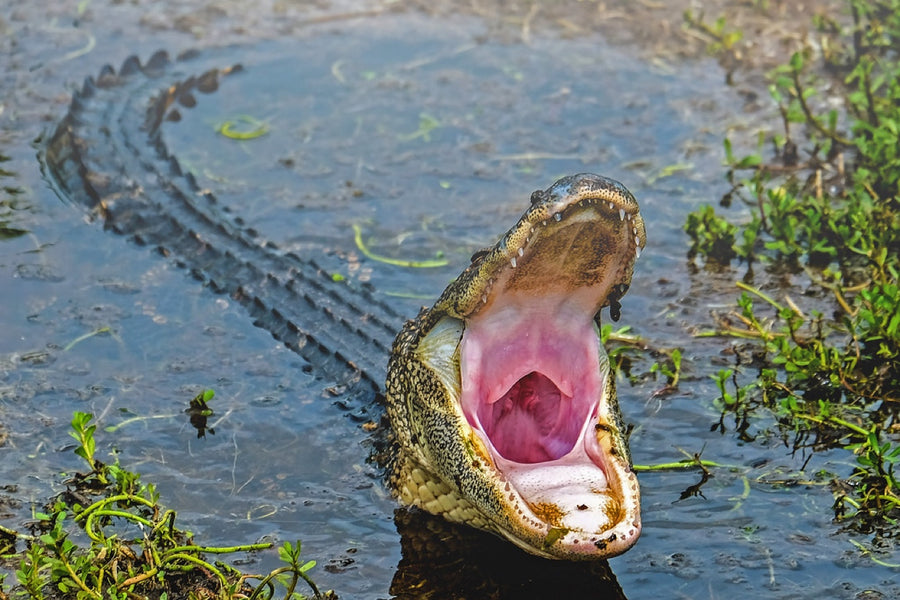 American Alligator, jaws wide. Reptile photography by Robin Mehdee, South Florida.