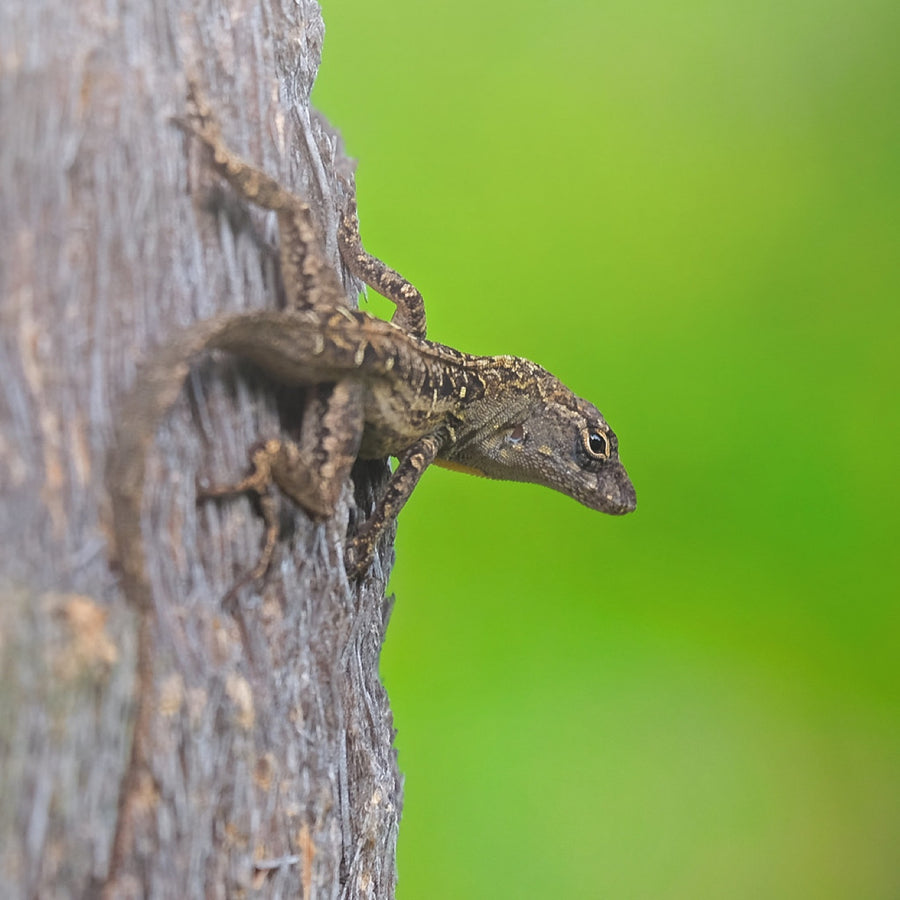 Brown Anole on bark. Reptile photography by Robin Mehdee, South Florida.