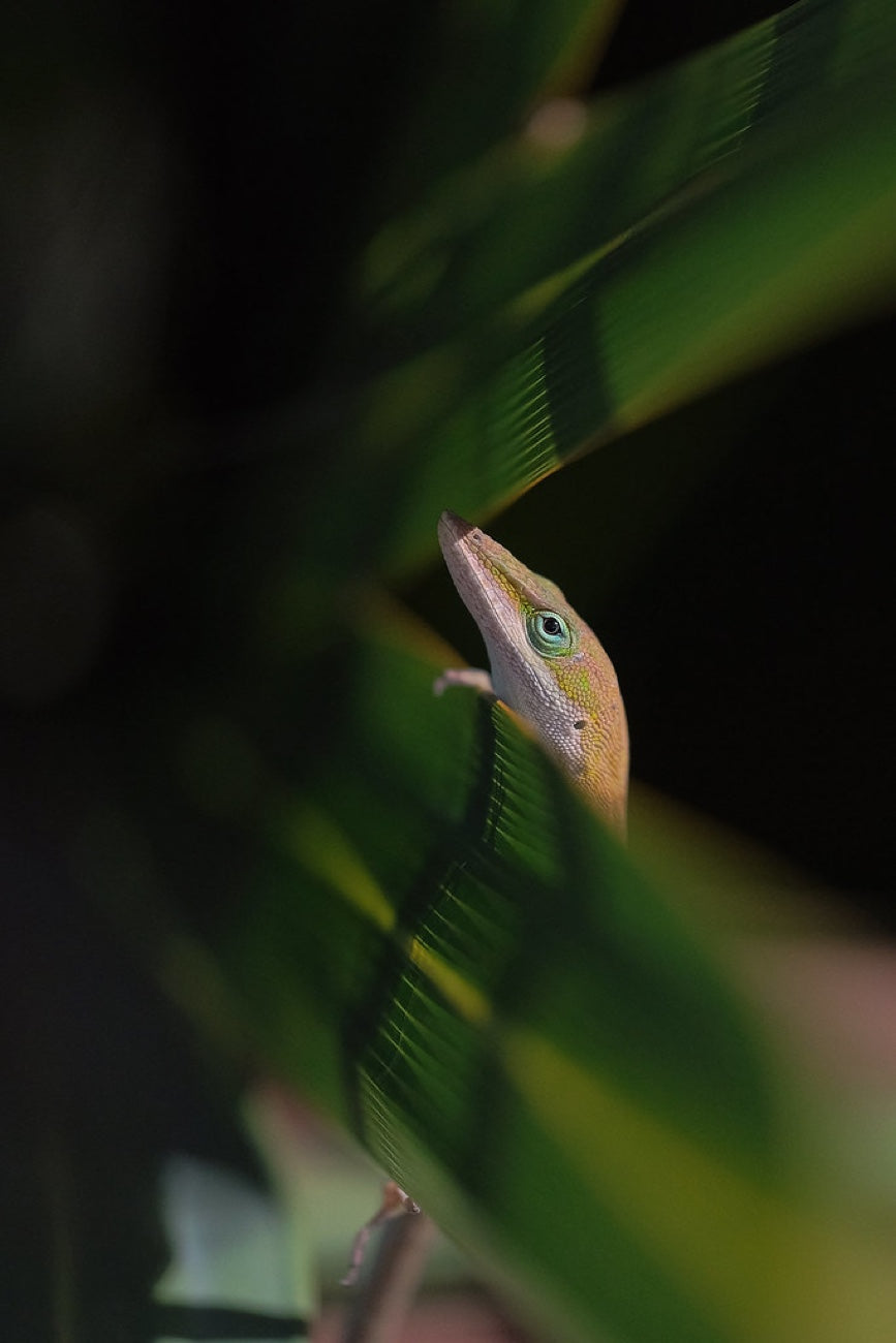 Green Anole in the leaves. Reptile photography by Robin Mehdee, South Florida.