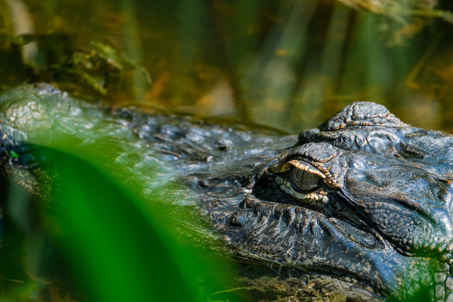 American Alligator, eye level. Reptile photography by Robin Mehdee, South Florida.