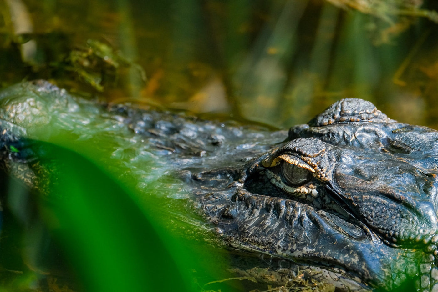 American Alligator, eye level. Photograph by Robin Mehdee, South Florida.