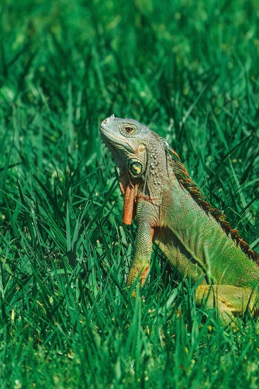 Green Iguana in the grass. Reptile photography by Robin Mehdee, South Florida.