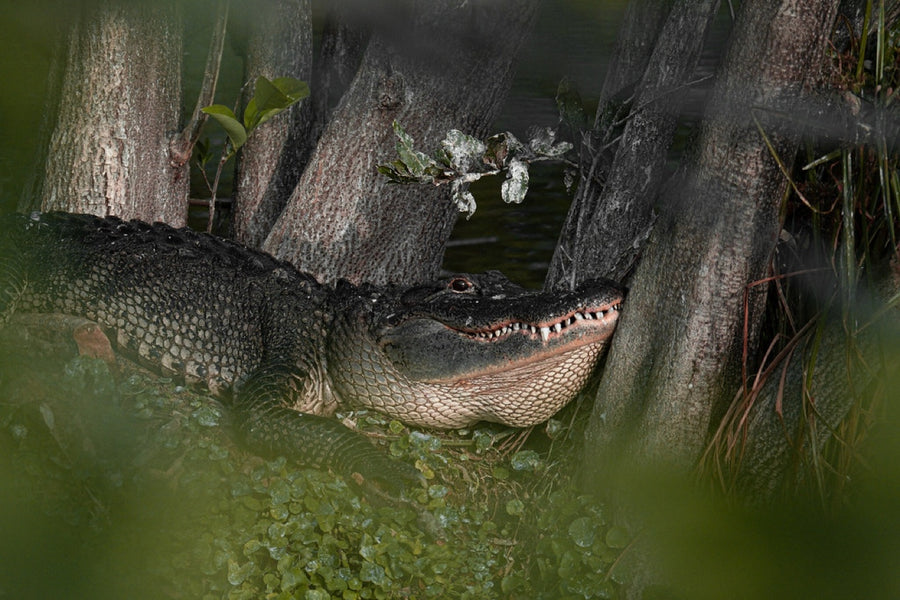 American Alligator among the cypress. Reptile photography by Robin Mehdee, South Florida.