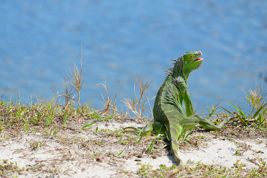 Green Iguana, sunning. Reptile photography by Robin Mehdee, South Florida.