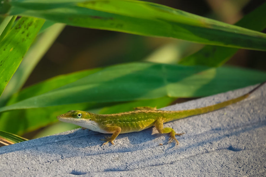 Green Anole, basking. Reptile photography by Robin Mehdee, South Florida.