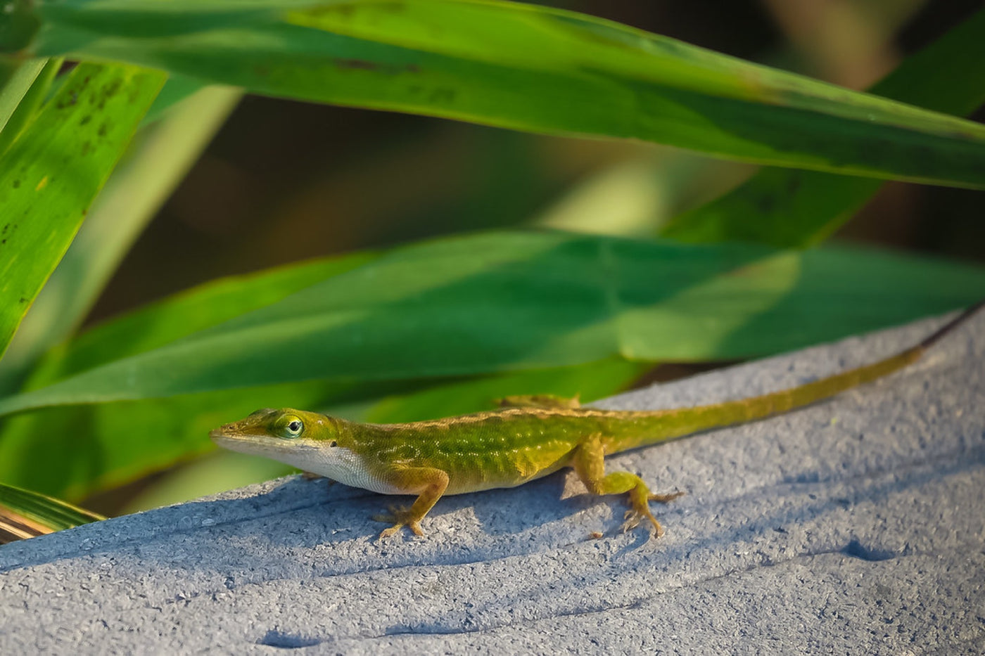Green Anole, basking. Photograph by Robin Mehdee, South Florida.