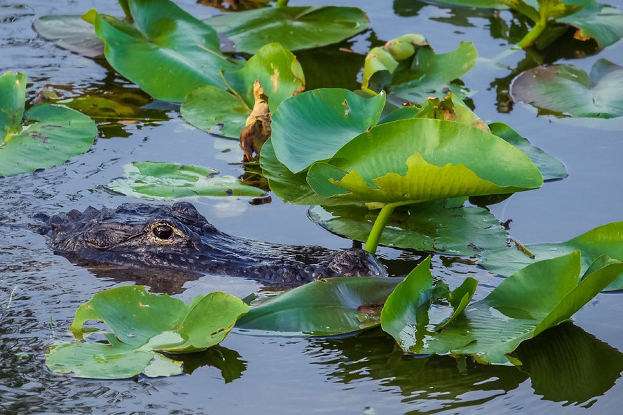 American Alligator in the lilies. Reptile photography by Robin Mehdee, South Florida.