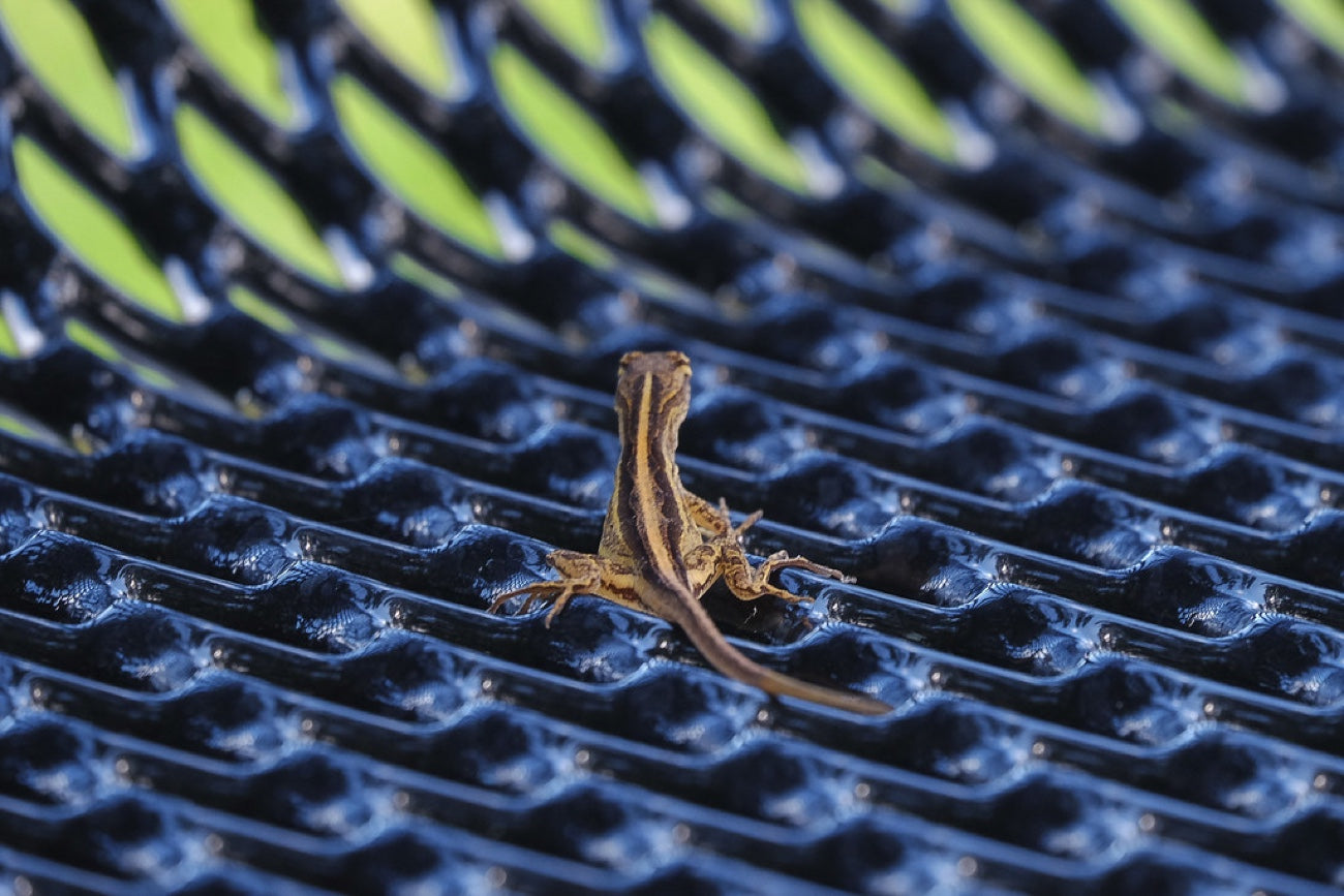 Brown Anole. Reptile photography by Robin Mehdee, South Florida.