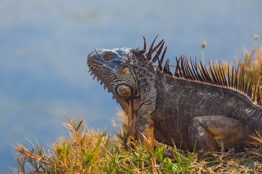 Green Iguana, weathered male. Reptile photography by Robin Mehdee, South Florida.